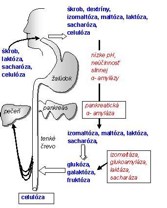 Základy metabolizmu a energetického výdaja
