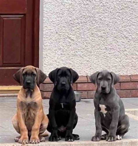 Štandardné farebné varianty nemeckej dogy
