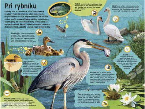 Ilustrácia šiestich Lingových zvukov