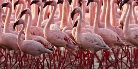 Ružové plameniaky v zátoke Walvis Bay