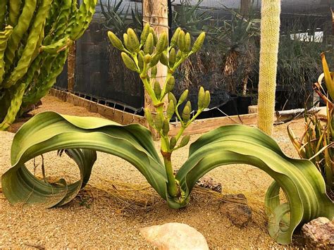 Jedinečná rastlina Welwitschia mirabilis