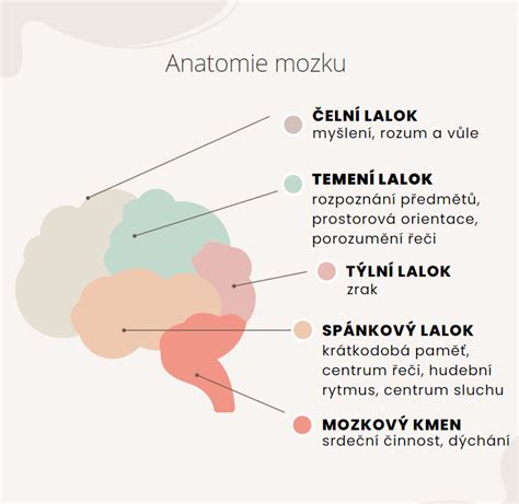 Zobrazenie mozgovej oblasti postihnutej DMO