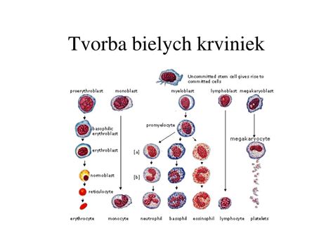Základné typy bielych krviniek