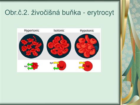 Rozdiel medzi izotonickým a hypertonickým roztokom