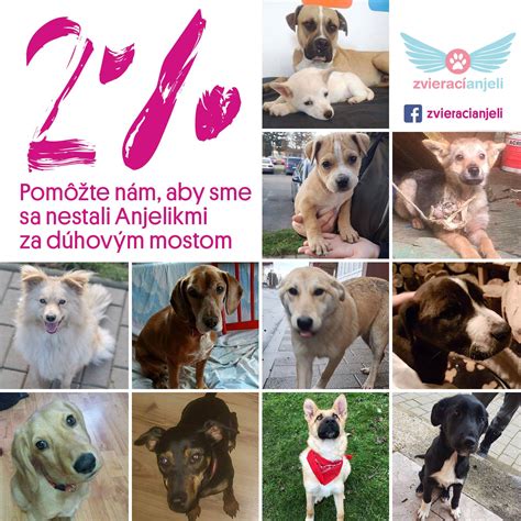 Šteniatko sa zoznamuje s novým domovom