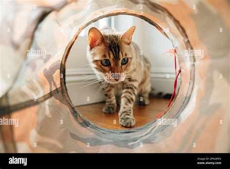 Cat playing in a tunnel