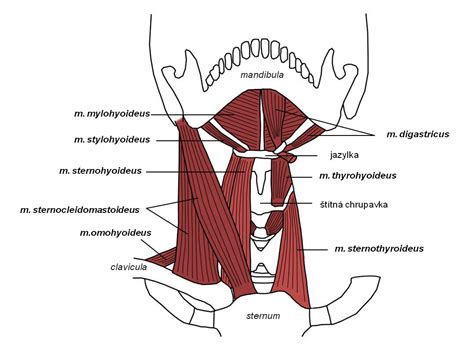 Ilustrácia anatomie krku a hrdla s mandľami
