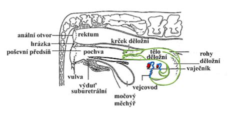 Schéma reprodukčného cyklu prasnice