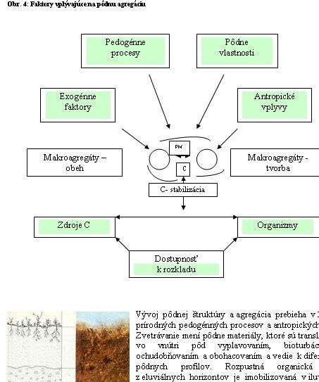 Schéma mužského reprodukčného systému a faktory ovplyvňujúce potenciu