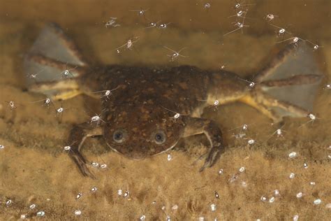 Žaba Xenopus laevis použitá na tehotenské testy