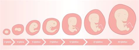 Vývoj embrya v 7. týždni tehotenstva