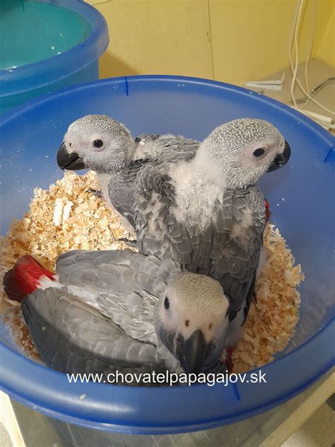 Zmes semien pre papagája žako