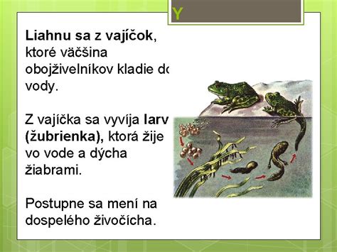 obojživelník kladie vajíčka do vody