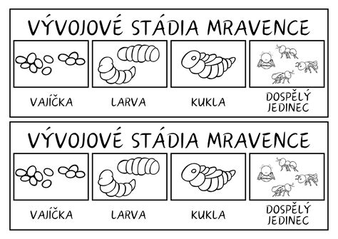 vývojový cyklus žiab od vajíčka po dospelca