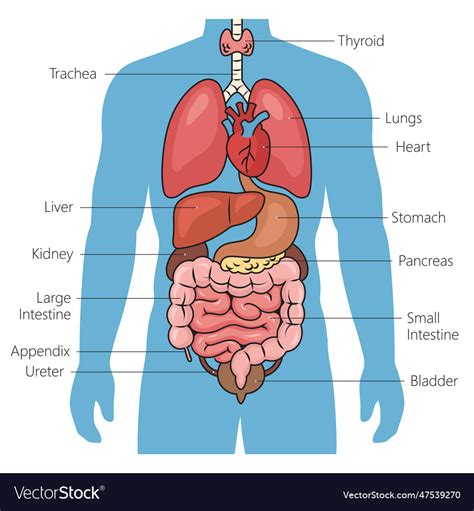 Diagram pôrodného kanála