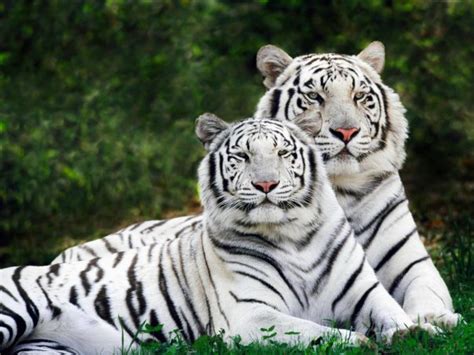 Biely Bengálsky tiger v snehu
