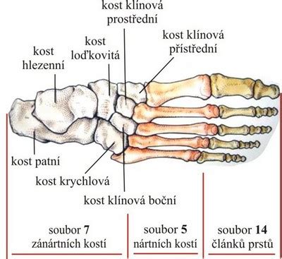 anatómia detskej nohy a vývoj klenby