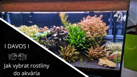 Schéma ideálneho biotopového akvária pre tetry s koreňmi a plávajúcimi rastlinami