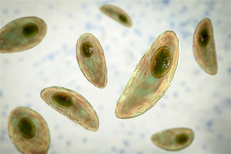 Toxoplasma gondii pod mikroskopom