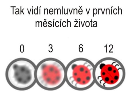 infografika vývoj zraku bábätka