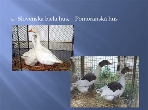 Hniezdo husi divej s vajciami
