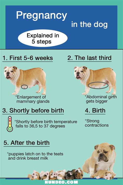 Pregnant Dog Symptoms Infographic