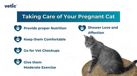 Pregnant Cat Care Guide