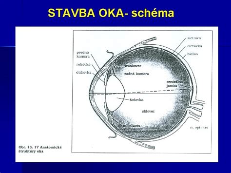 Schéma štruktúry oka