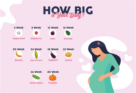 Infografika: Zmeny veľkosti plodu podľa týždňov tehotenstva