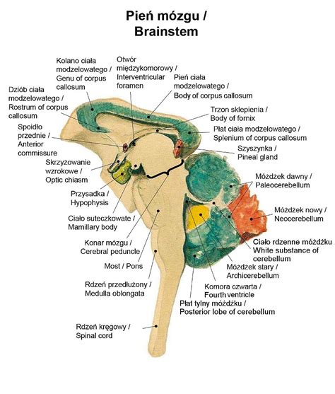 Diagram fungovania detského mozgu