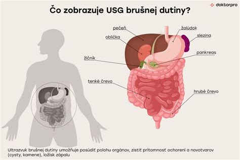 Prehľad orgánov brušnej dutiny