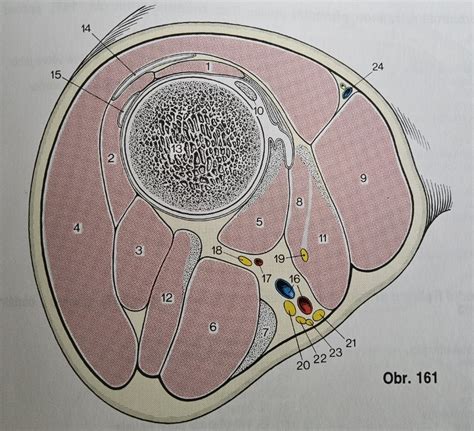Anatomický prierez mäkkými tkanivami končatiny