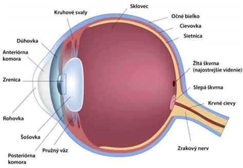 Anatómia oka s vyznačenými štruktúrami pre ultrazvuk