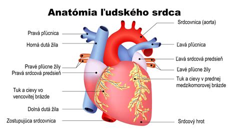 Anatómia srdca - infografika