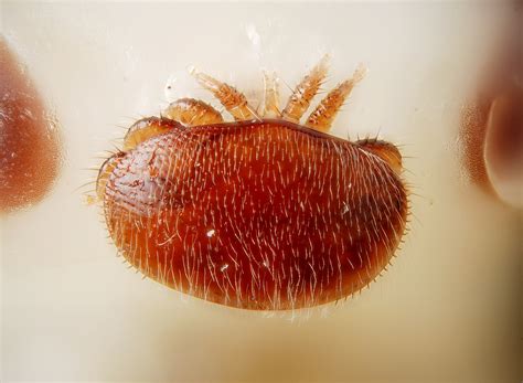 Varroa destructor na včele