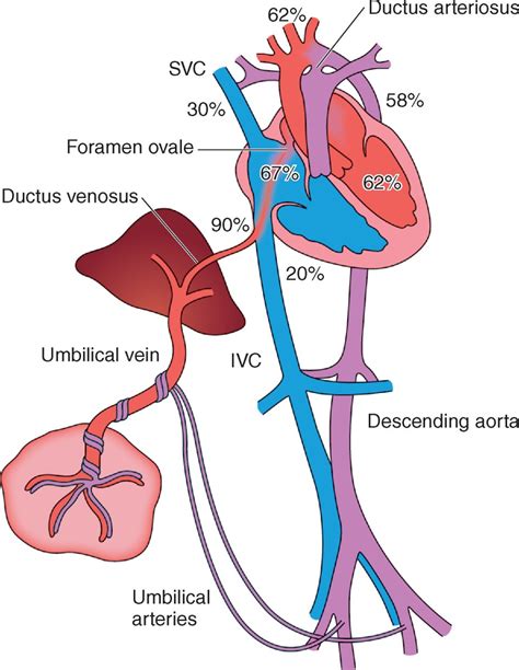 Vizualizácia krvného prietoku v ductus venosus (DV)