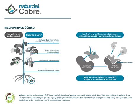 Infografika: Mechanizmus účinku EmbryoGlue