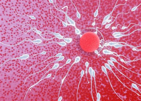 Vplyv antibiotík na spermatogenézu a kvalitu spermií