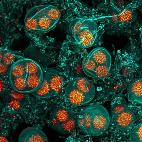 Ilustračné foto: Mikroskopické pozorovanie embrya