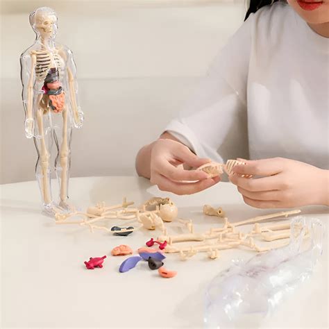 3D replika modelu ľudského embrya