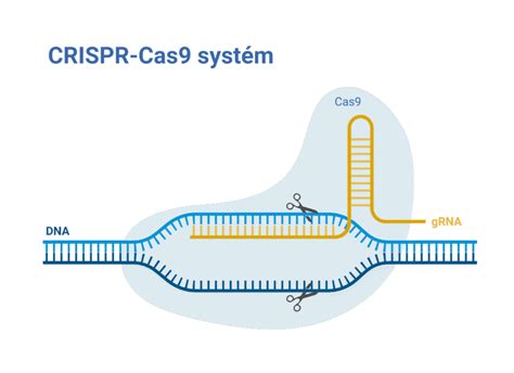 Schéma CRISPR-Cas9 génovej editácie