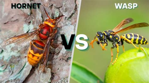 Comparison of bee, wasp, and hornet sting sites