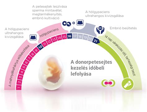 infografika úspešnosti IVF podľa vekových kategórií