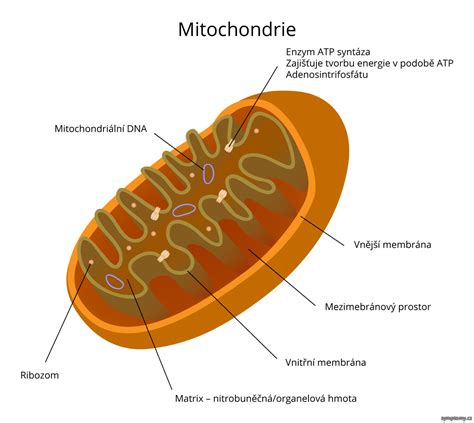 Mitochondrie v bunkách