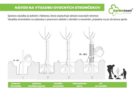 Diagram nádorového rastu