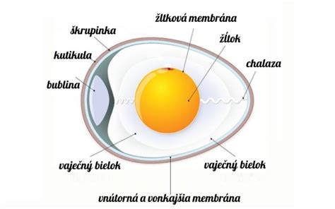 Ilustrácia ženského vajíčka obklopeného spermiami