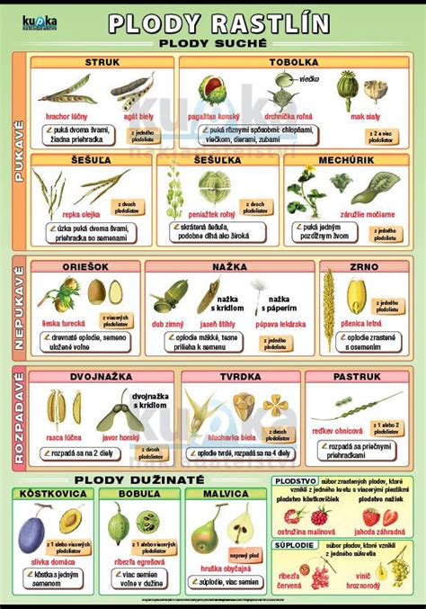 Rôzne typy plodov