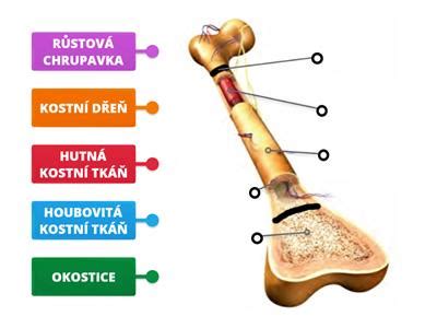 Štruktúra ľudskej kosti