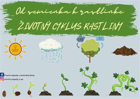 Životný cyklus rastliny