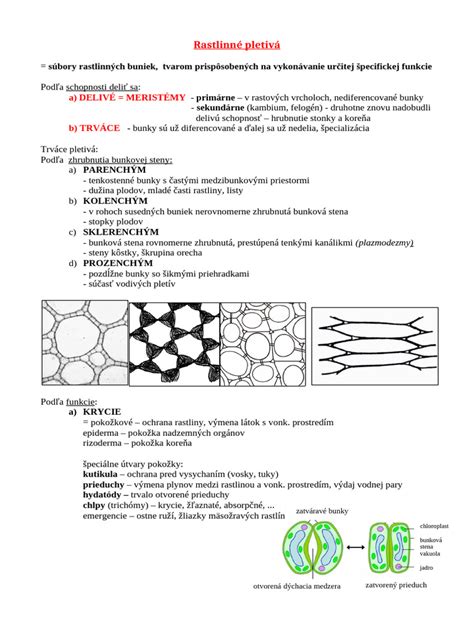Rastlinné pletivá a bunky